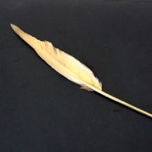 Goose Wing Feathers
